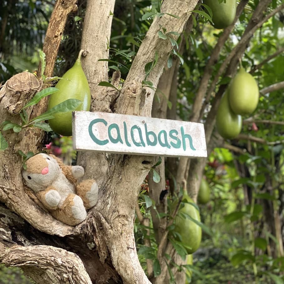 Nature trail Lush environment at Mount Edgecombe