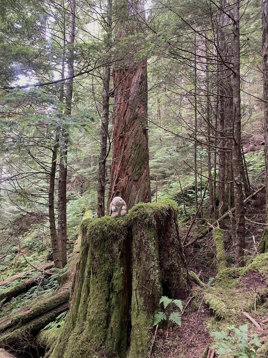 Wonderful hiking Bunny on Deer Mountain Trail