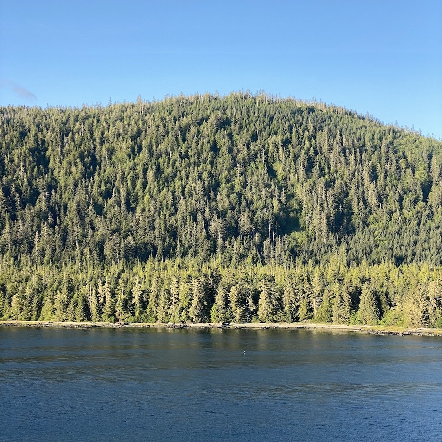 Alaska woods Alaskan scenery