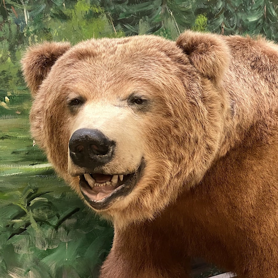 Beary friend Wildlife museum