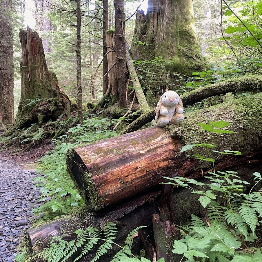Deer Mountain trail Hiking in Ketchikan