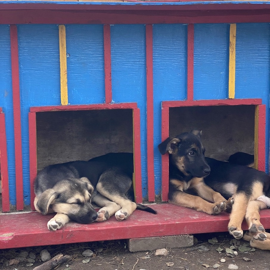 Simply adorable Dogs at Caribou Crossing