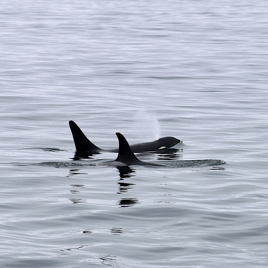 Killer whales Kenai Fjords NP
