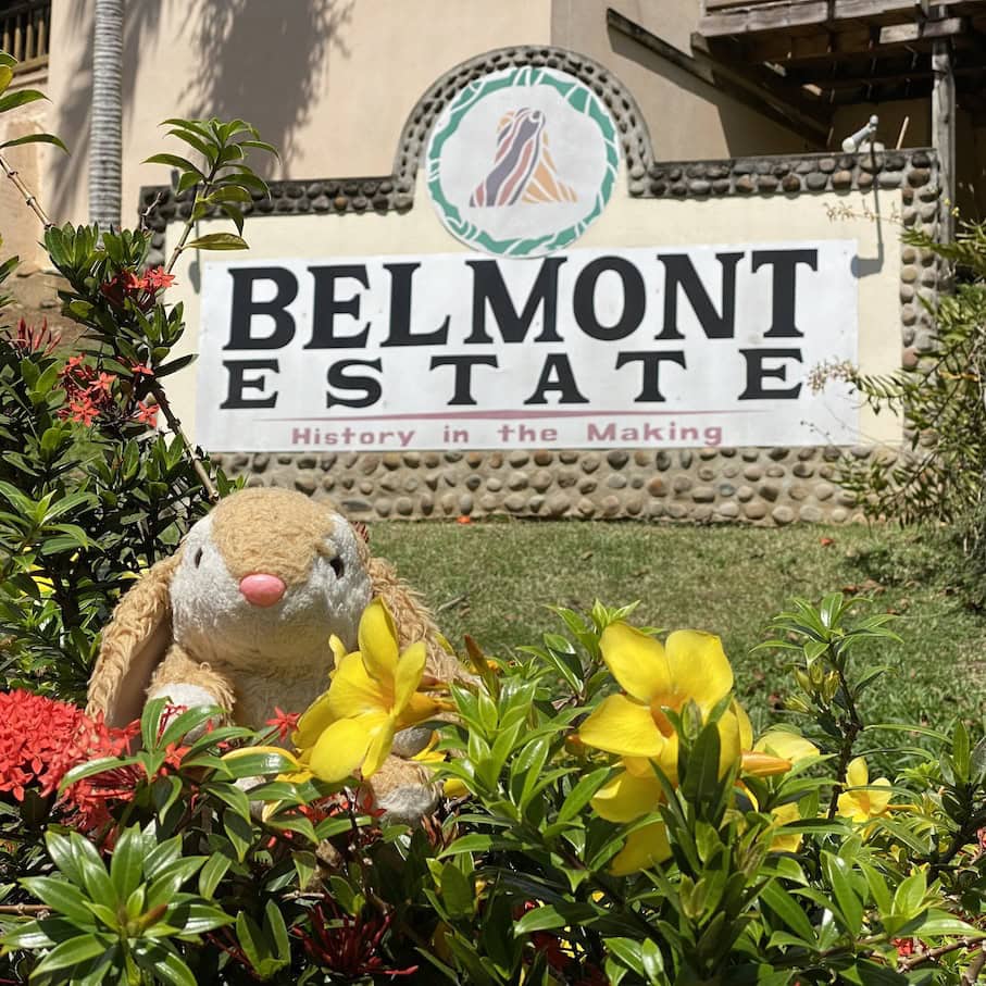 Belmont Estate Bunny in North Grenada