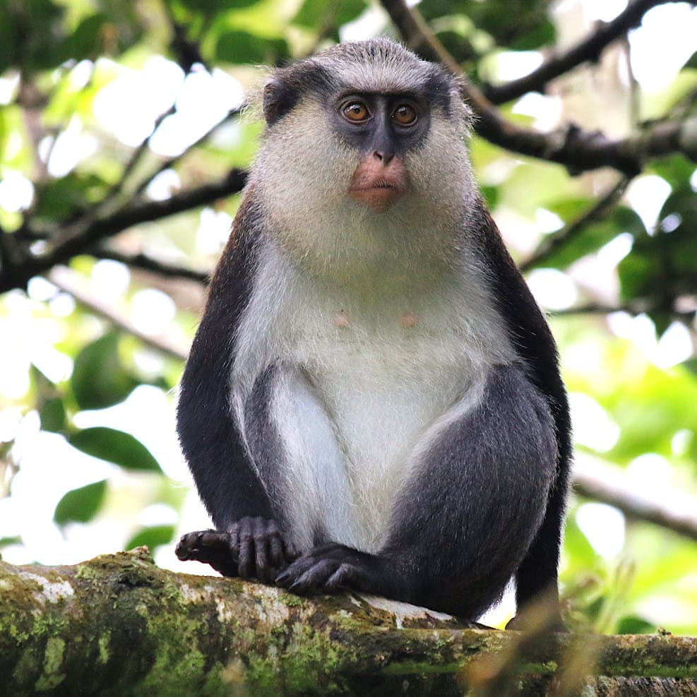 Mona monkey Wild monkeys in Grenada