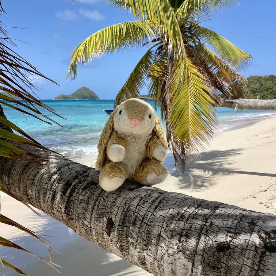 Bunny at Sandy Island Posing in paradise
