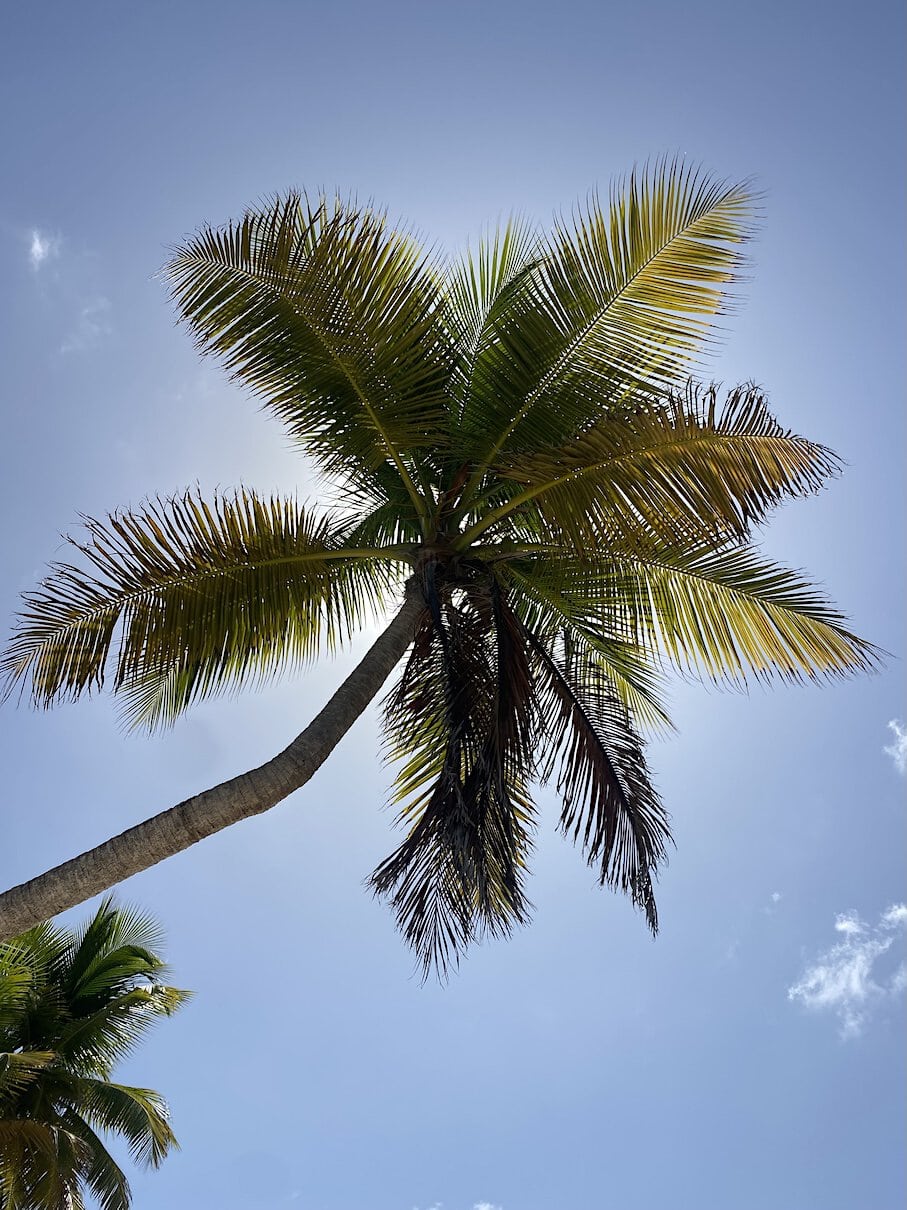Coconut trees Sandy Island, Grenada