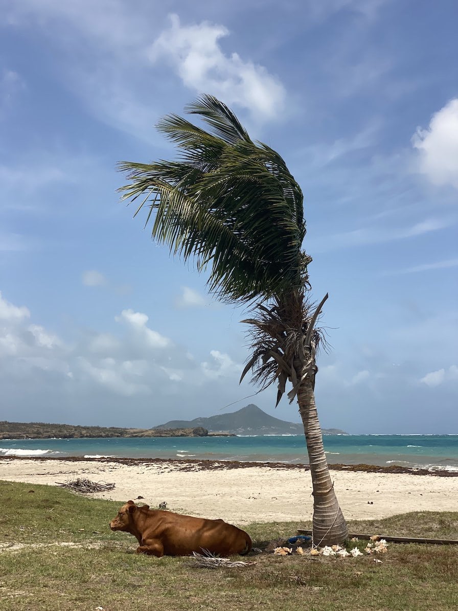 Mt Pleasant beach Carriacou beach life