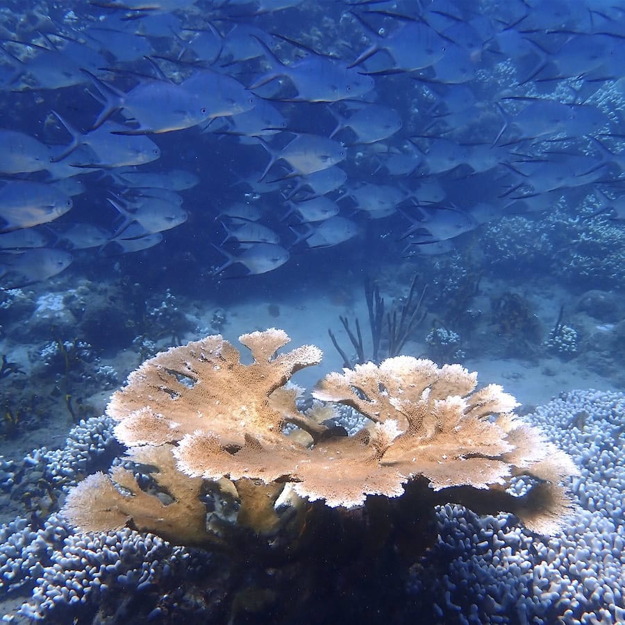 Underwater world in Carriacou