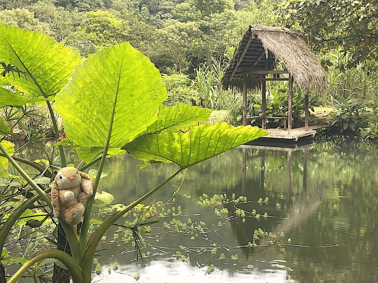 Green and lush So pretty