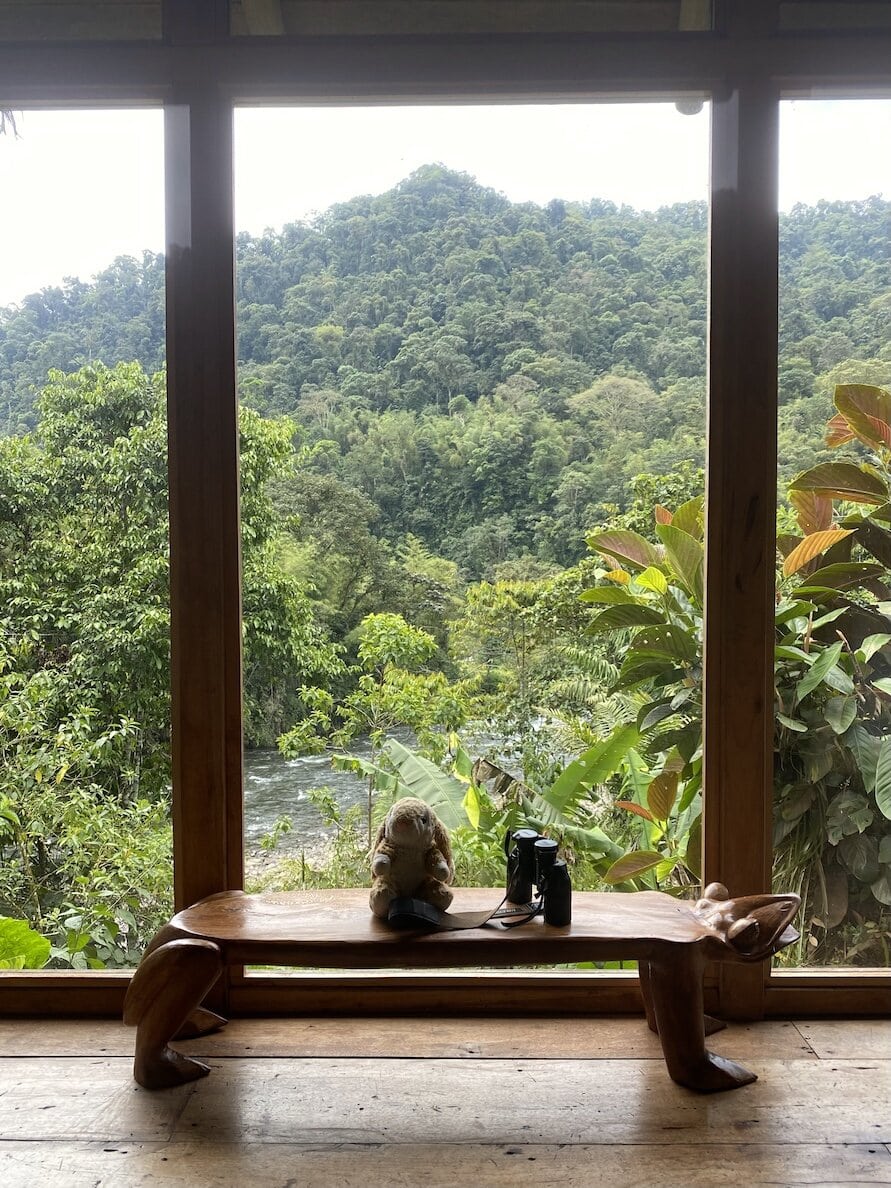 Birdwatching View from the Airbnb