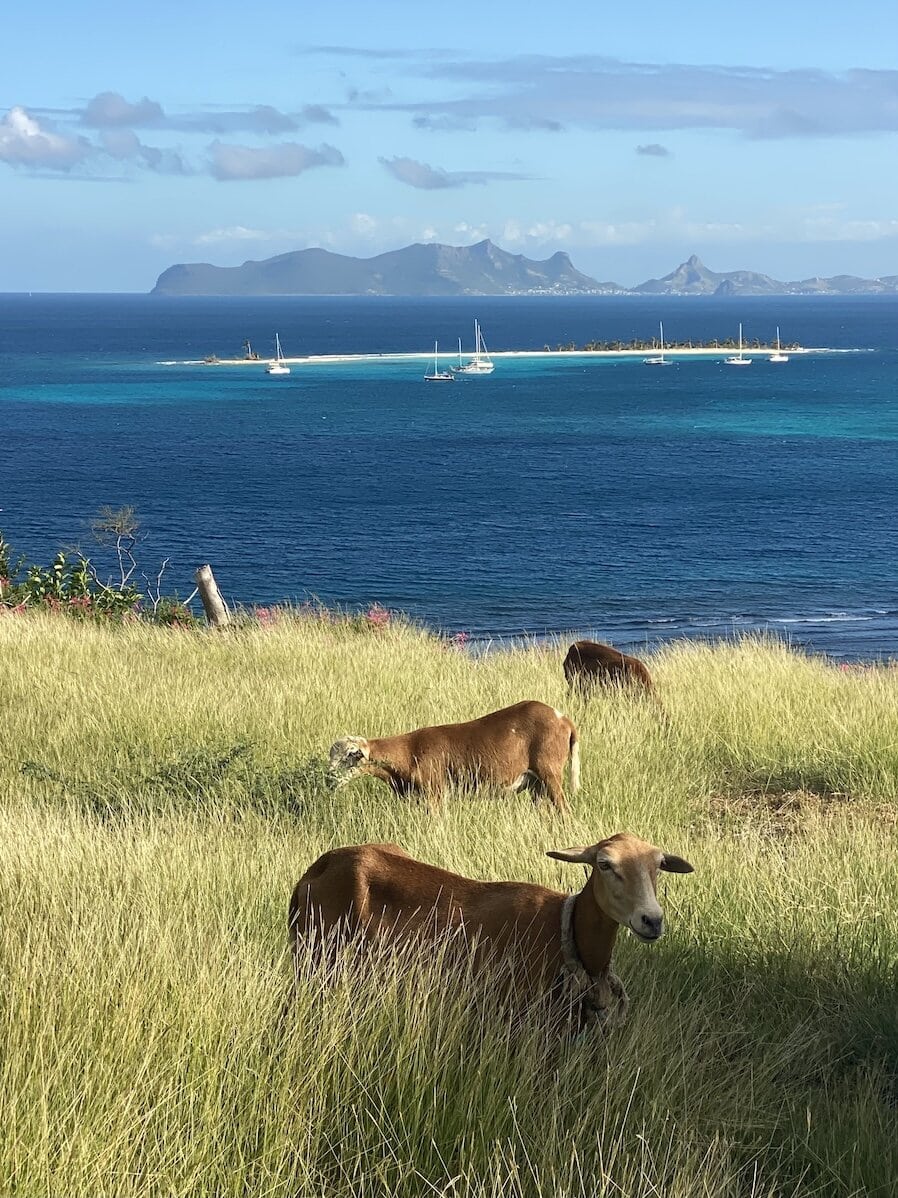 Carriacou goats Beauty and serenity