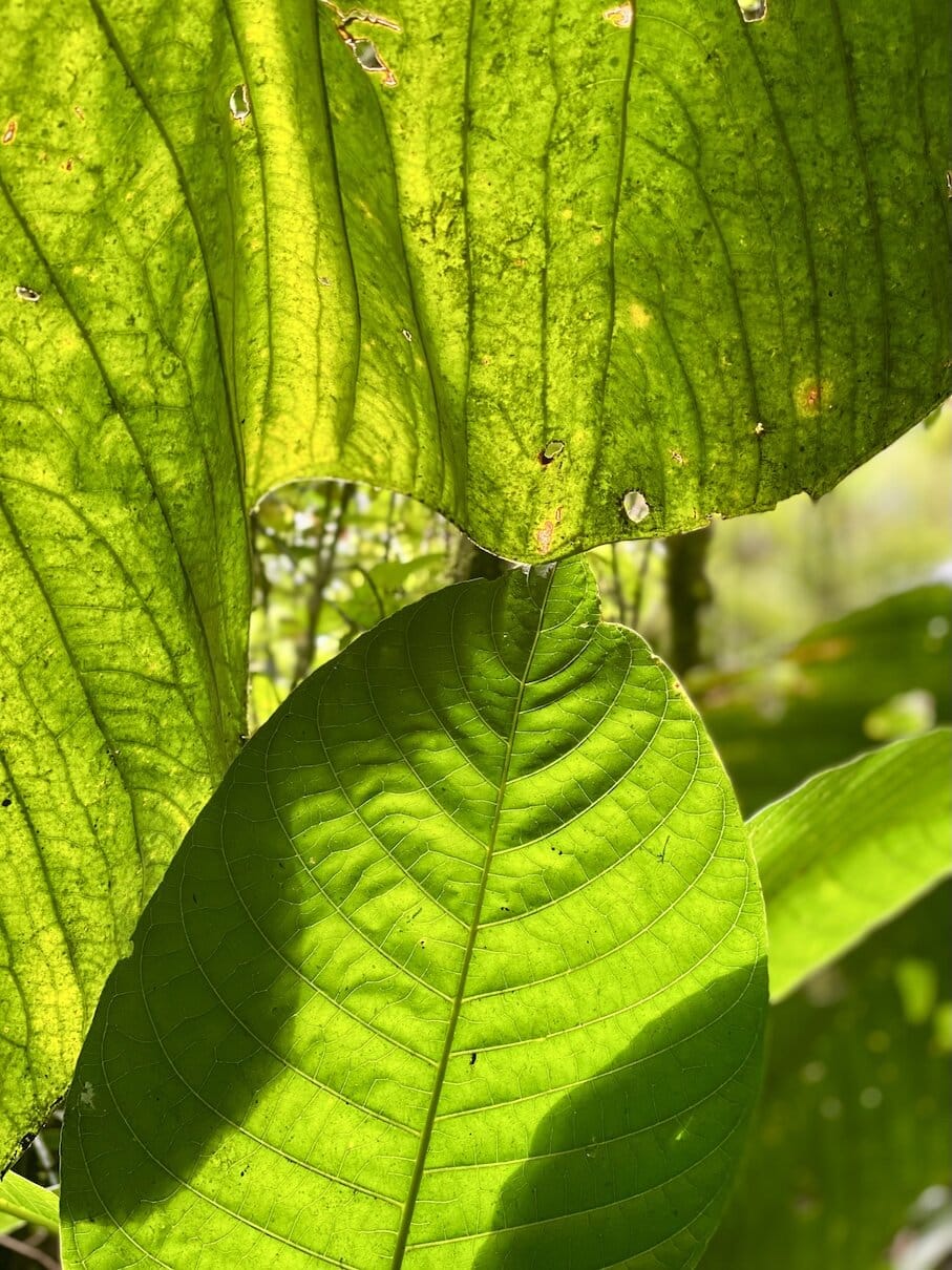 Greenery Lush and green cloud forest