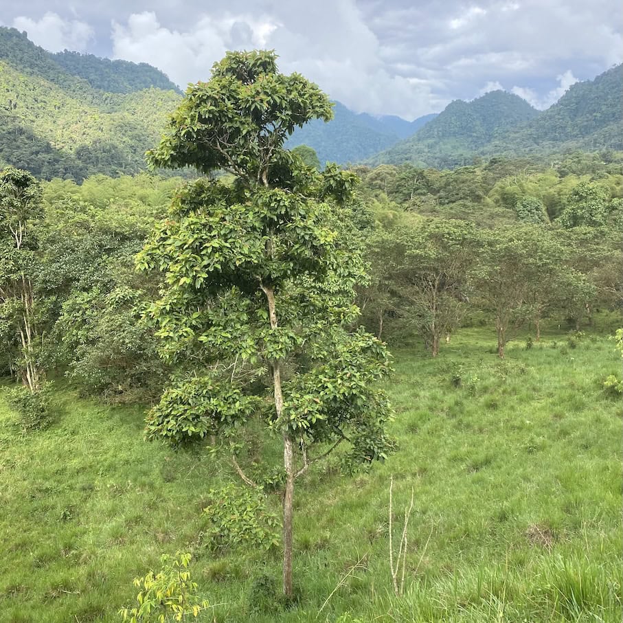 Lush and green Pristine nature