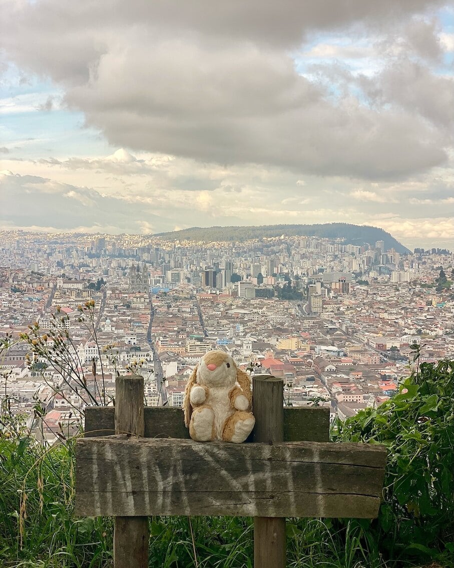 Bunny in Quito Quito view
