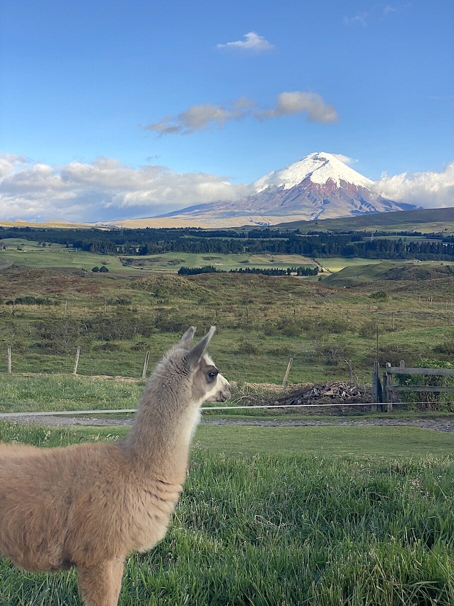 Ecuador essentials Admiring the view