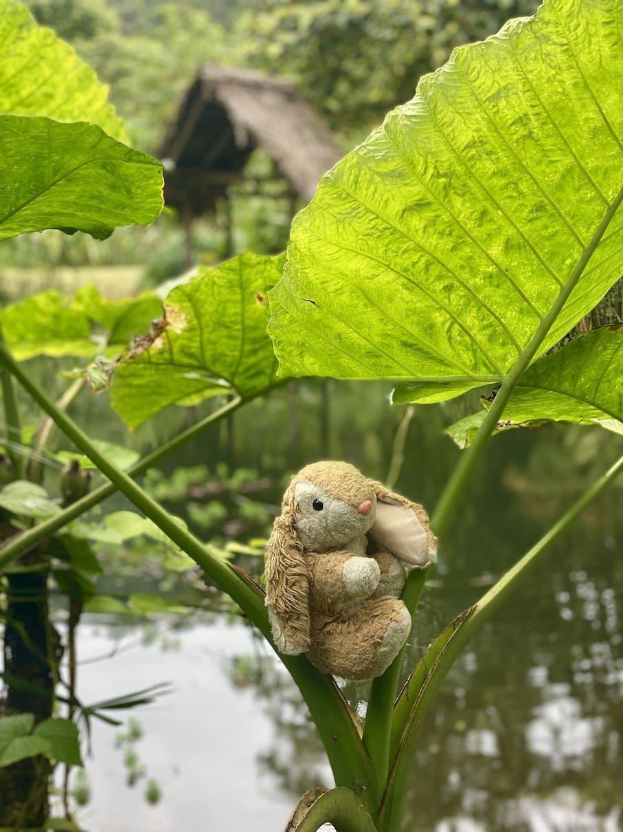 Amazing greenery Exploring