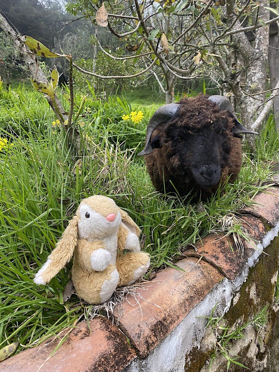 Black sheep Making friends