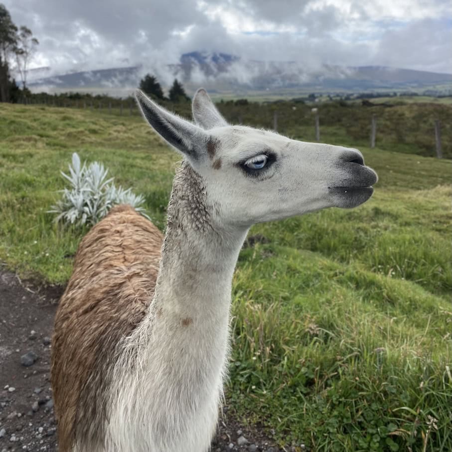 Gorgeous llama One of the hostel's adorable animals