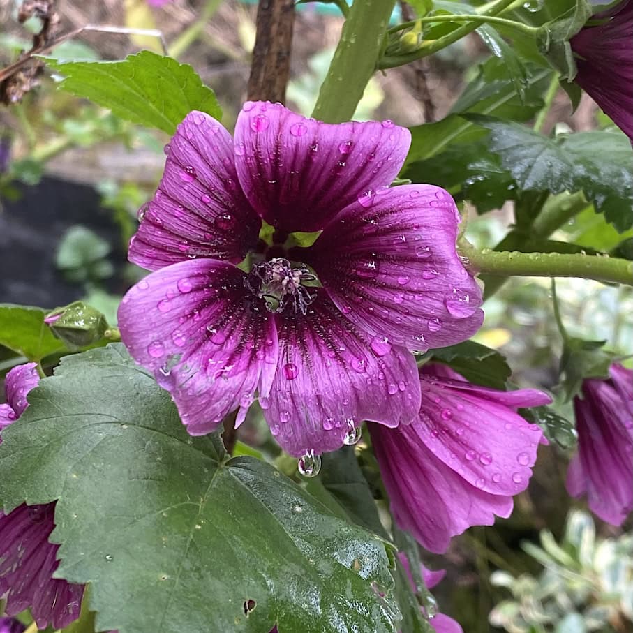 Rainy day Wet but pretty