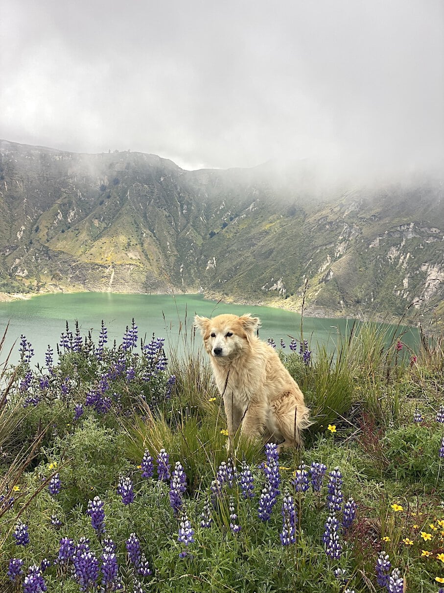 The best companion Cute dogs on the hike