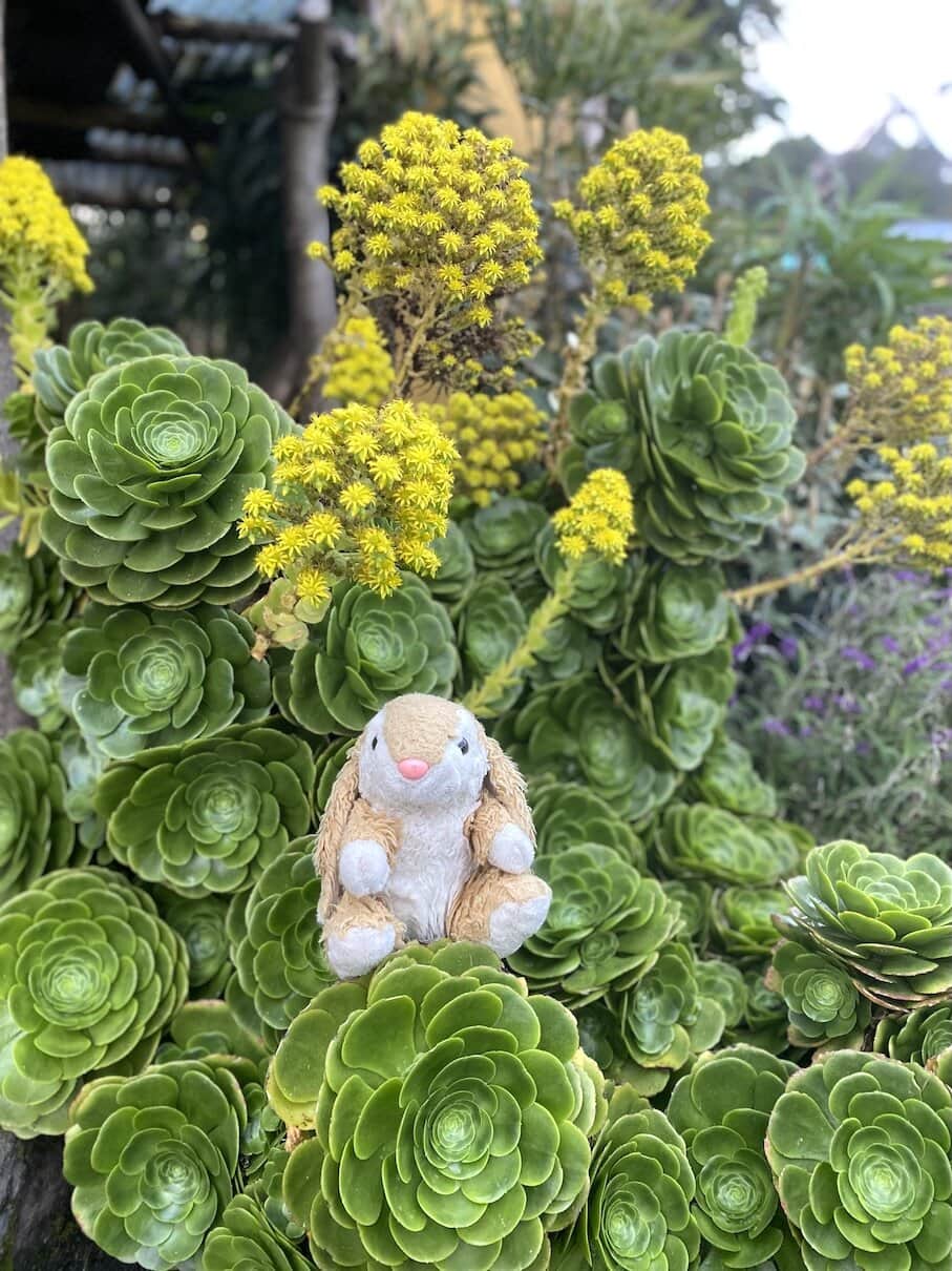 Weird and wonderful Bunny exploring Ecuador
