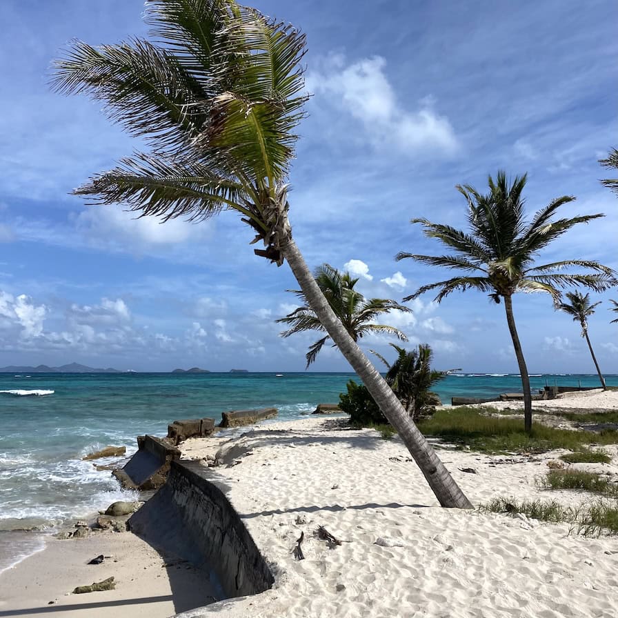 After Hurricane Beryl Some palm trees are still standing