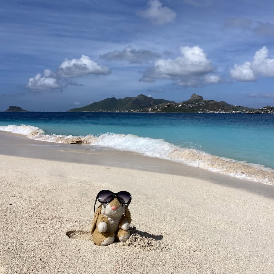 Bunny on Palm Island A tiny day visitor