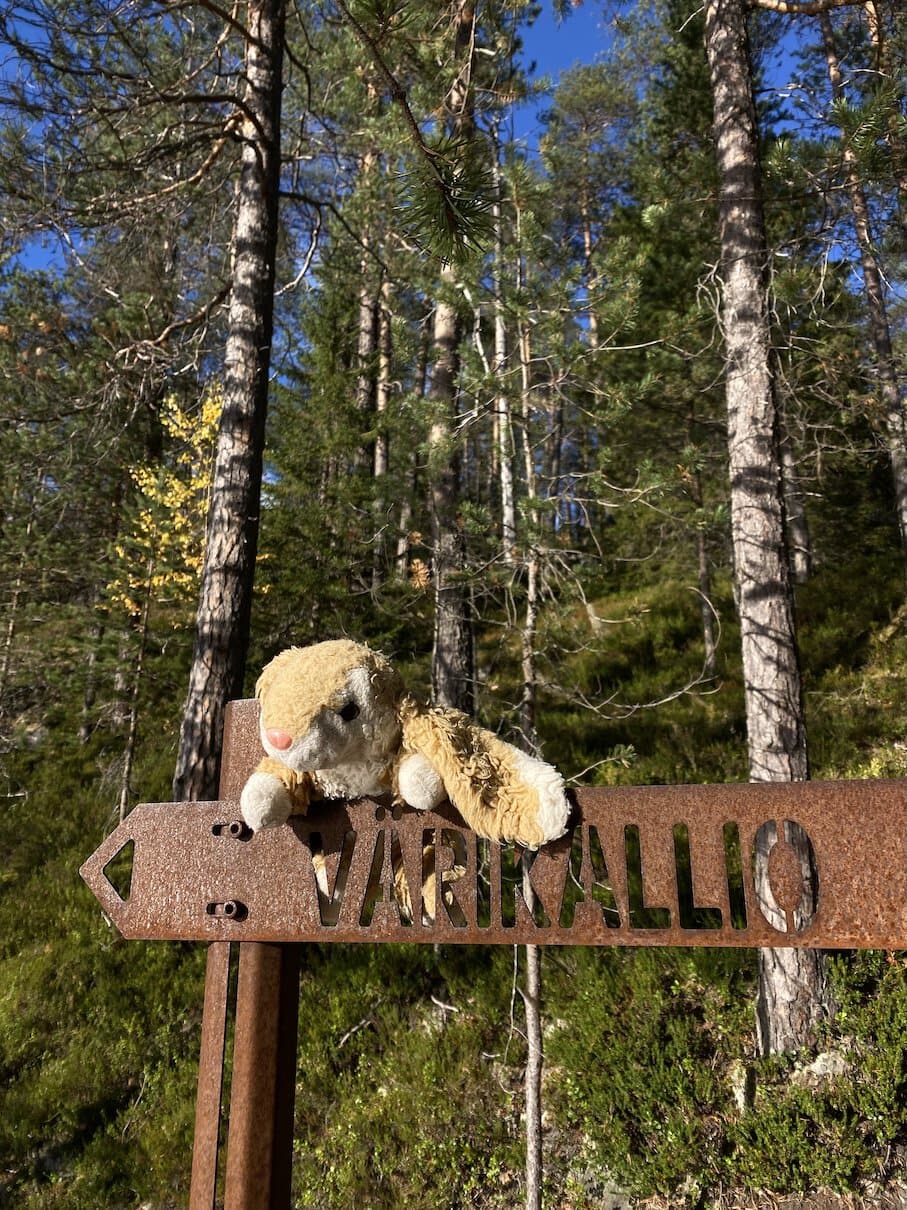Bunny made it End of Värikallio trail